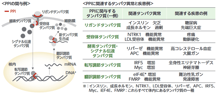 創薬標的としてのタンパク質間相互作用